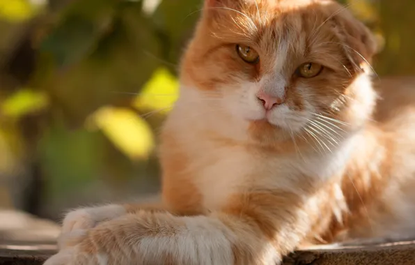 Кошка, кот, взгляд, морда, свет, природа, поза, блики