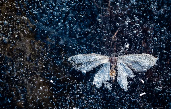 Лед, бабочка, пузырьки воздуха