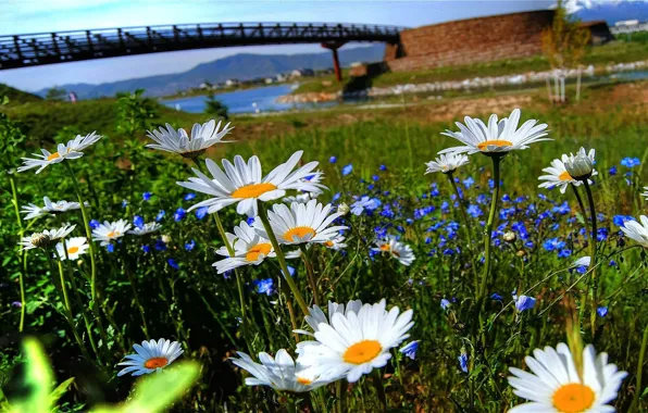 Картинка небо, трава, цветы, мост, природа, река, ромашки, лепестки