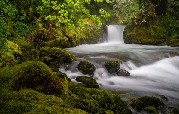 Картинка лес, река, камни, водопад, мох, штат Вашингтон, Washington State, North Cascades National Park
