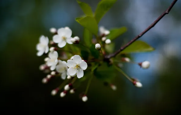 Картинка цветы, вишня, весна, сакура