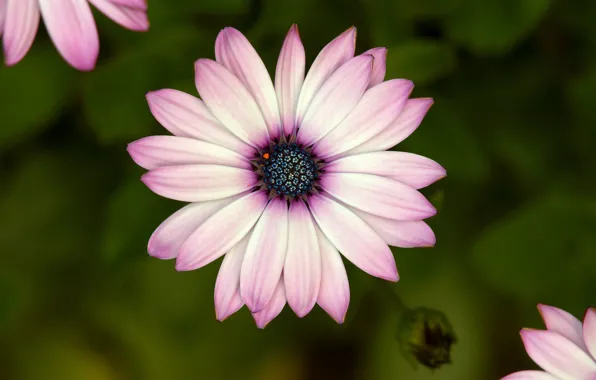 Nature, flowers, petals