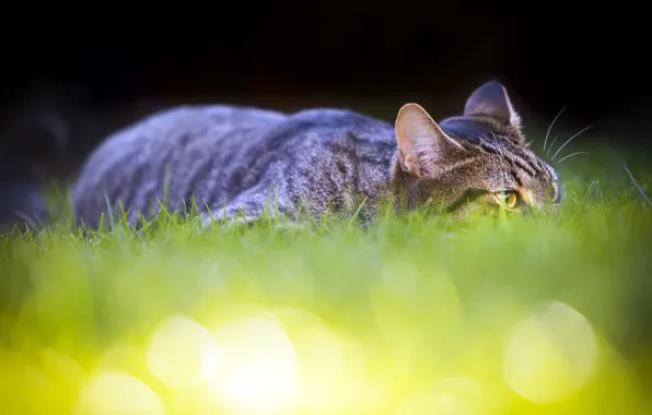 Кошка, трава, кот, взгляд, морда, свет, темный фон, серый