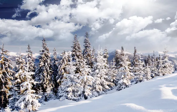 Картинка зима, лес, солнце, снег, пейзаж, природа, елка