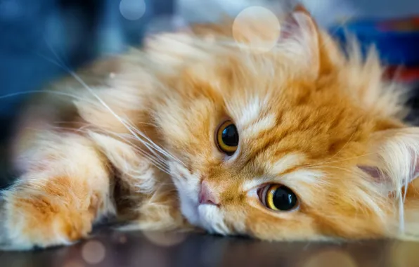Картинка кошка, рыжая, фотограф Adrian R