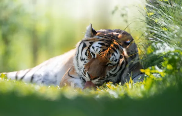 Картинка трава, тигр, хищник, дикая кошка, Светлана Писарева