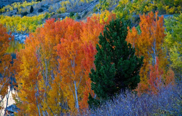 Осень, деревья, горы, склон, Калифорния, США, Джун-Лайк