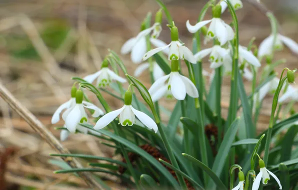 White, flower, snowdrops, blooming