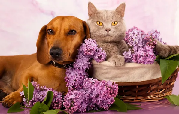 Кошка, кот, портрет, собака, друзья
