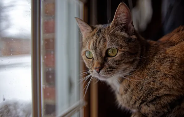 Картинка кошка, кот, взгляд, окно, мордочка, котейка
