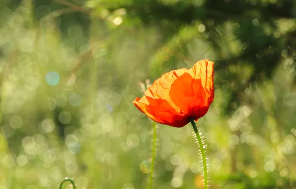 Red, flower, poppy