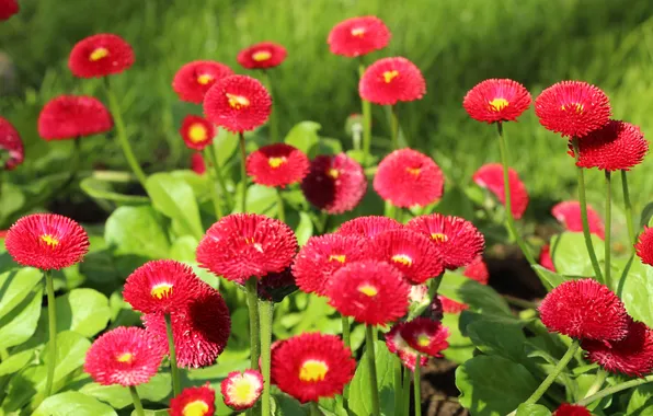 Red, daisy, blooming