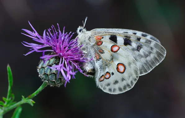 Картинка Бабочки, Насекомые, Крупным планом, apollo butterfly