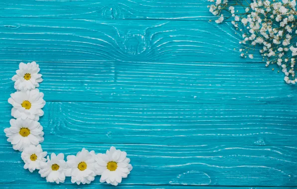 Цветы, фон, хризантемы, flowers, background, chrysanthemums