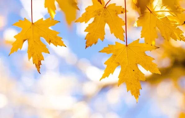 Картинка осень, небо, листья, клен