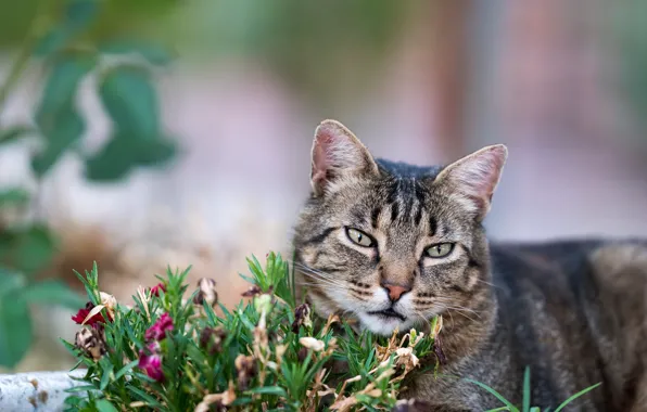 Зелень, кошка, лето, трава, кот, взгляд, морда, цветы