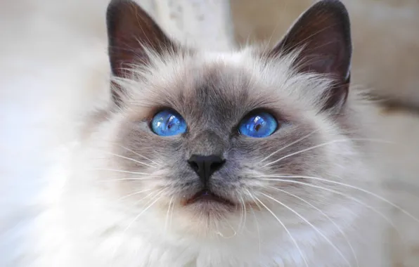 Кошка, взгляд, Кот, cat, blue eyes, порода, Священная Бирма, бирманская