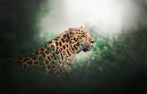 Картинка зелень, леопард, дикая кошка, боке