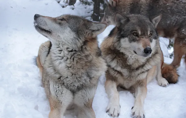 Nature, snow, predator, face, animal, wolf, wolves, wildlife