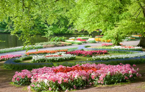 Деревья, цветы, пруд, парк, Нидерланды, Keukenhof Gardens