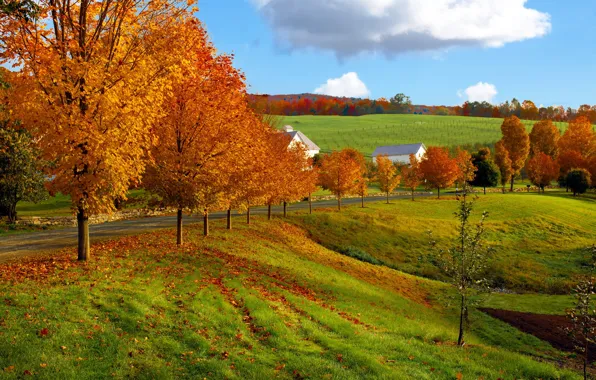 Картинка дорога, поле, осень, небо, облака, природа, дерево, домик
