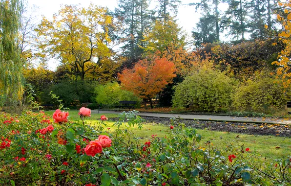 Trees, park, autumn, roses