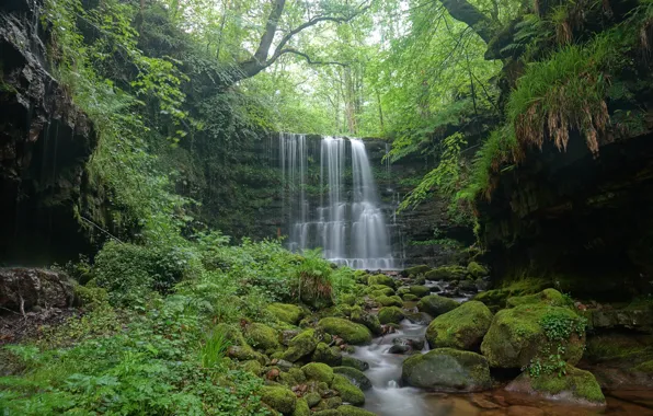 Картинка лес, трава, деревья, природа, камни, водопад, мох