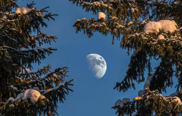 Картинка небо, луна, ели, Швеция