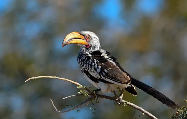 Природа, птица, Southern Yellow-billed Hornbill