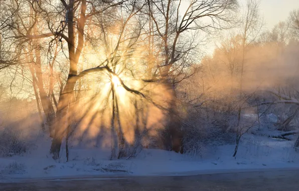 Картинка иней, лес, небо, солнце, лучи, свет, снег, деревья