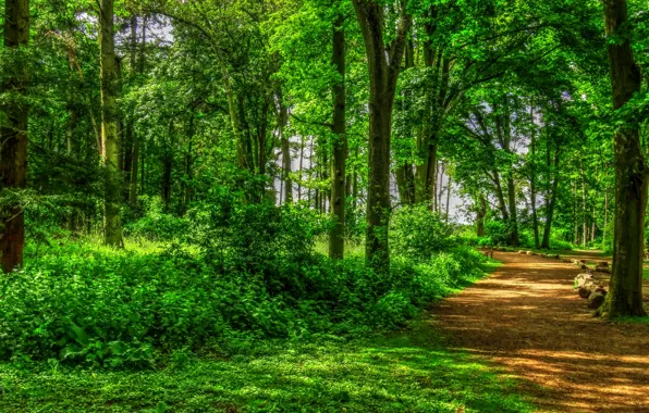 Лето, солнце, деревья, парк, Англия, hdr, дорожка, аллея