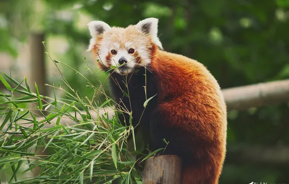 Картинка ветки, листва, бамбук, красная панда, Firefox