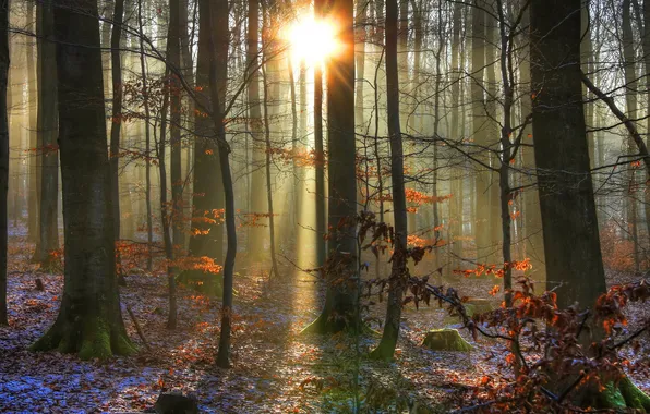 Картинка лес, солнце, деревья