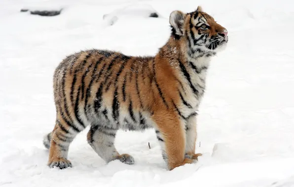 Картинка кошка, снег, тигр, профиль, детёныш, котёнок, тигрёнок, амурский