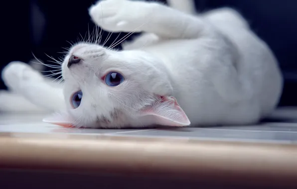 Картинка кошка, лежит, голубые глаза, by ONE-Photographie