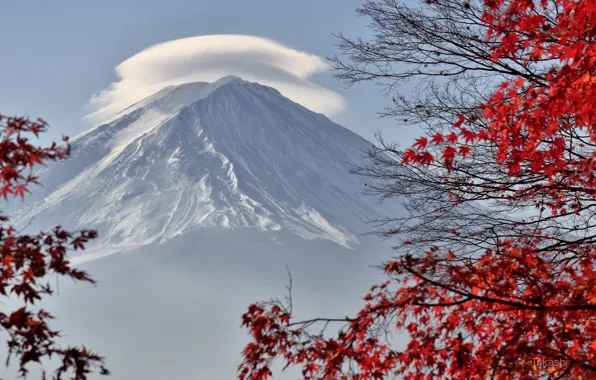 Облако, Japan, красные листья, Фудзияма, Fuji, Takashi