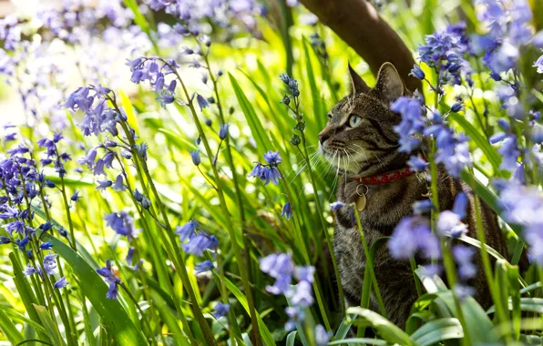 Картинка кошка, цветы, природа, колокольчики