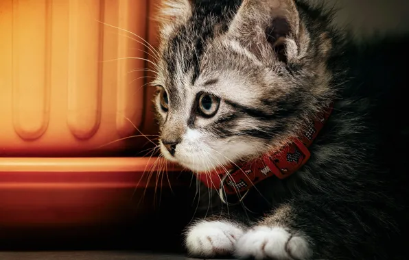 Кошка, взгляд, крупный план, котенок, серый, портрет, лапки, контейнер