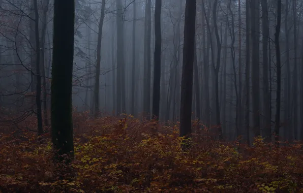 Лес, деревья, природа, туман, Niklas Hamisch