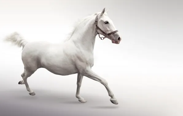 Конь, лошадь, белая, бежит, скачет