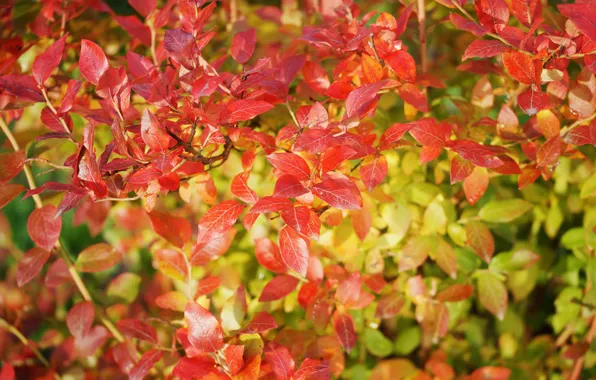 Осень, природа, дерево, желтые листья, время года