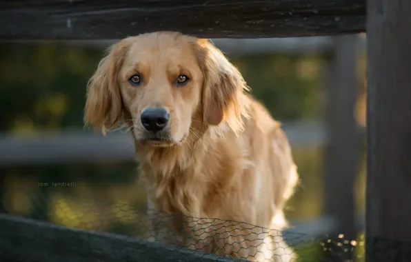 Взгляд, друг, собака