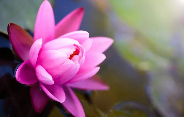 Картинка цветок, вода, пруд, розовый, лотос, кувшинка, водяная лилия