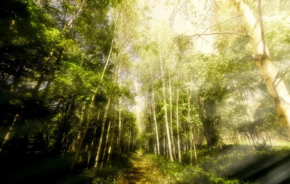 Картинка forest, sunlight, Forestwalks