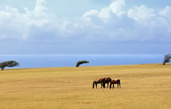 Картинка море, поле, облака, деревья, лошади