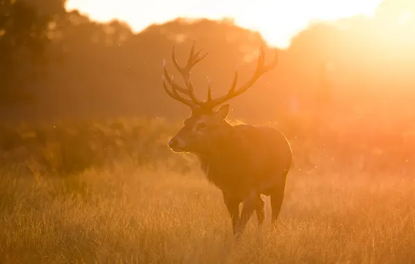 Осень, природа, олень