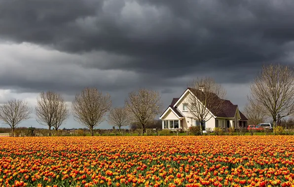 Картинка небо, пейзаж, дом, тюльпаны