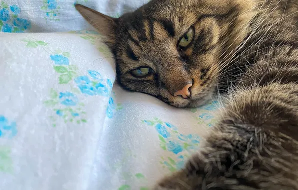 Кошка, кот, взгляд, поза, серый, лапа, постель, лежит