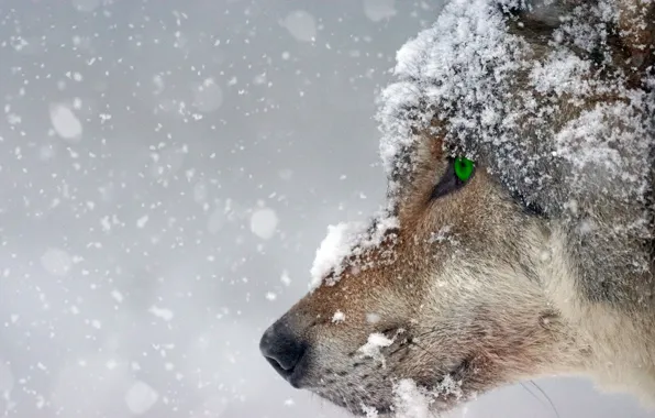 Картинка green eyes, nature, snow, predator, animal, wolf, wildlife, portrait