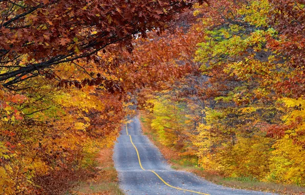 Дорога, лес, Осень